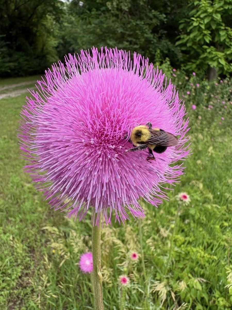 Flower with Bee